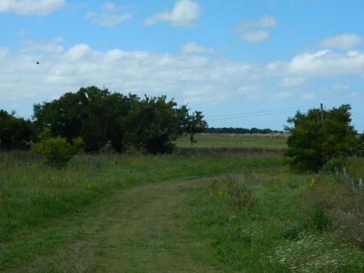CAMPO de 65 Has 16 KM DE PINAMAR SOBRE RUTA 74Des