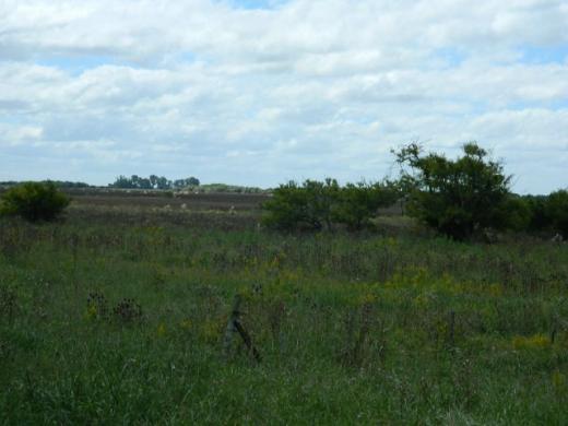 CAMPO de 65 Has 16 KM DE PINAMAR SOBRE RUTA 74Des