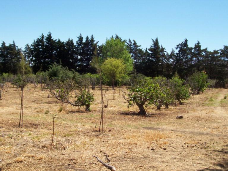 Campo Mixto 480 Ha / Charbonier