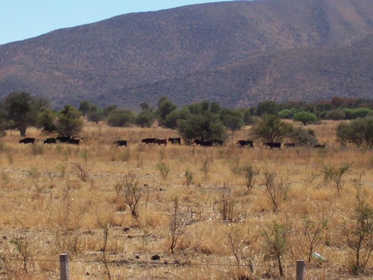 Campo Mixto 480 Ha / Charbonier