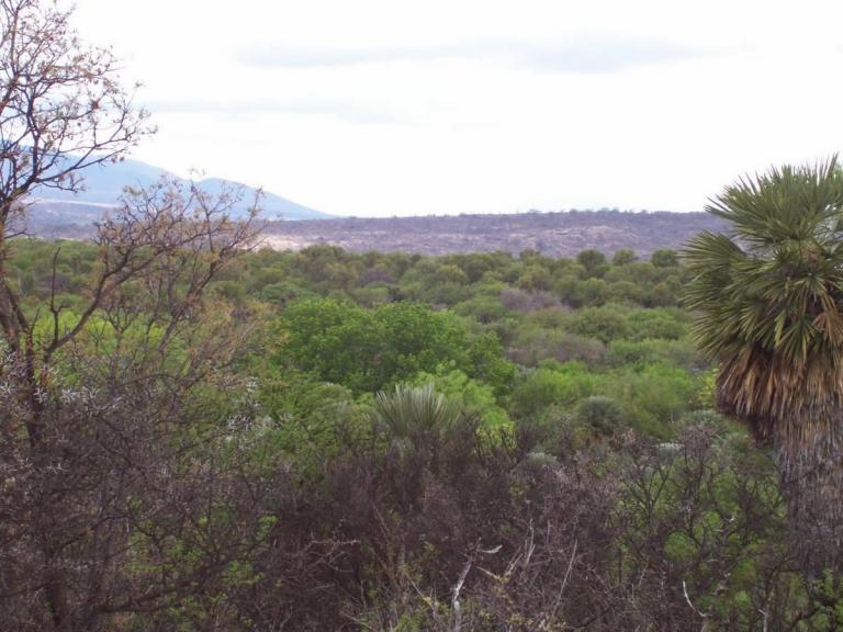 7 Ha 8000 m2 Costa de Arroyo