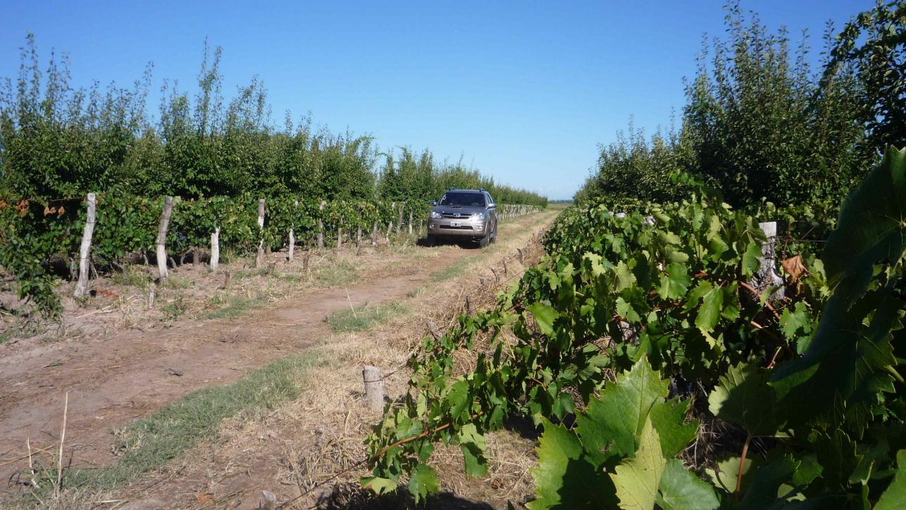 FINCA 115 Hs. en Mendoza