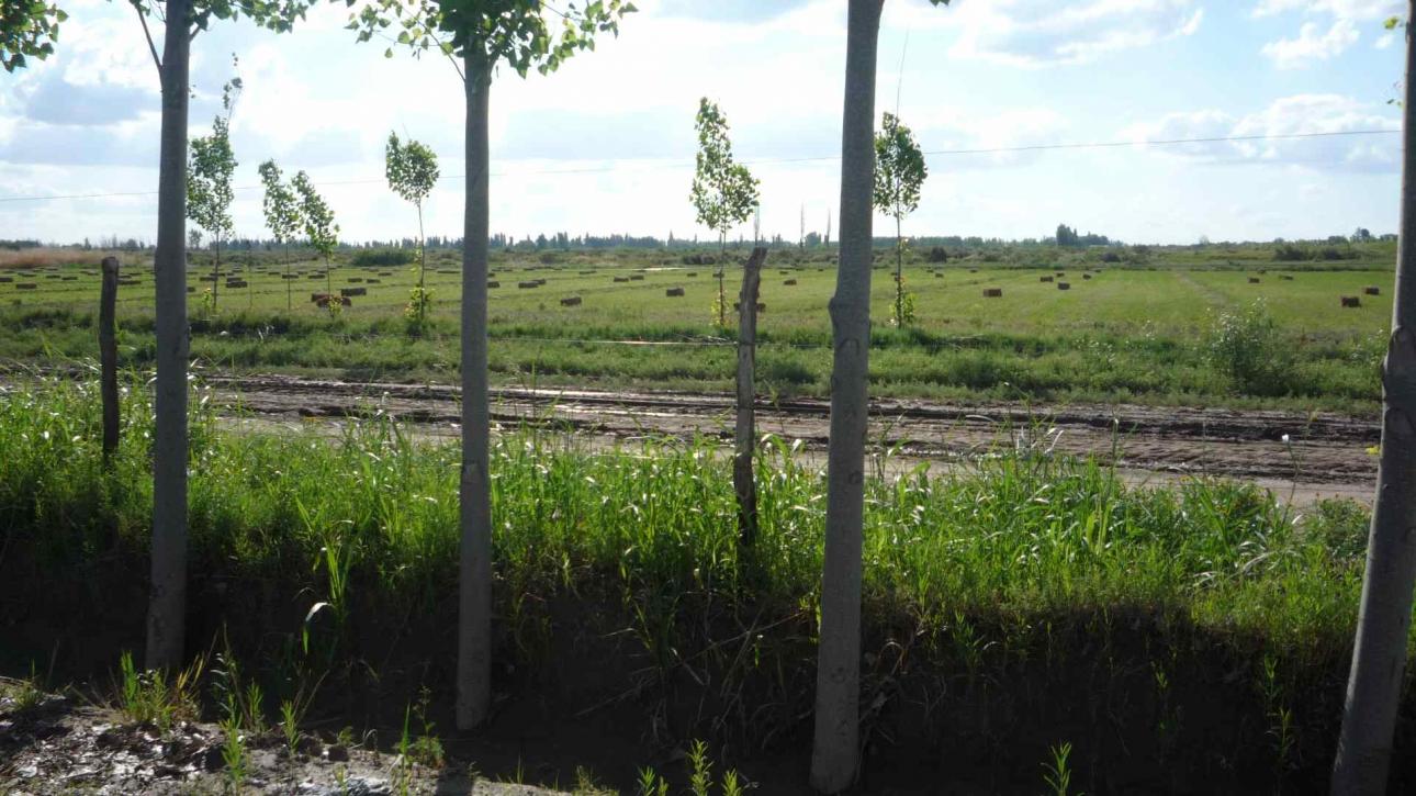 FINCA 115 Hs. en Mendoza