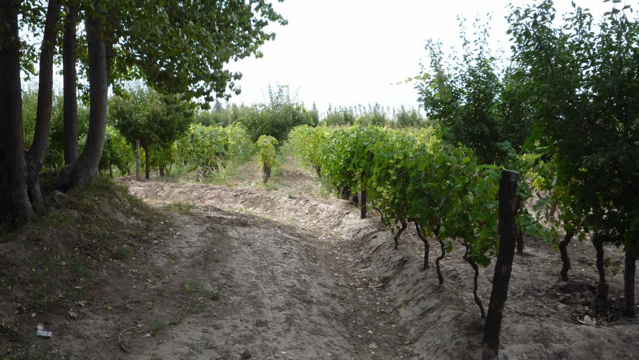 FINCA 115 Hs. en Mendoza