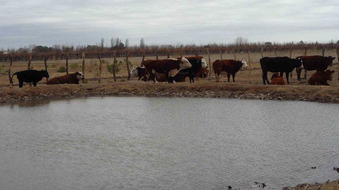 FINCA 115 Hs. en Mendoza