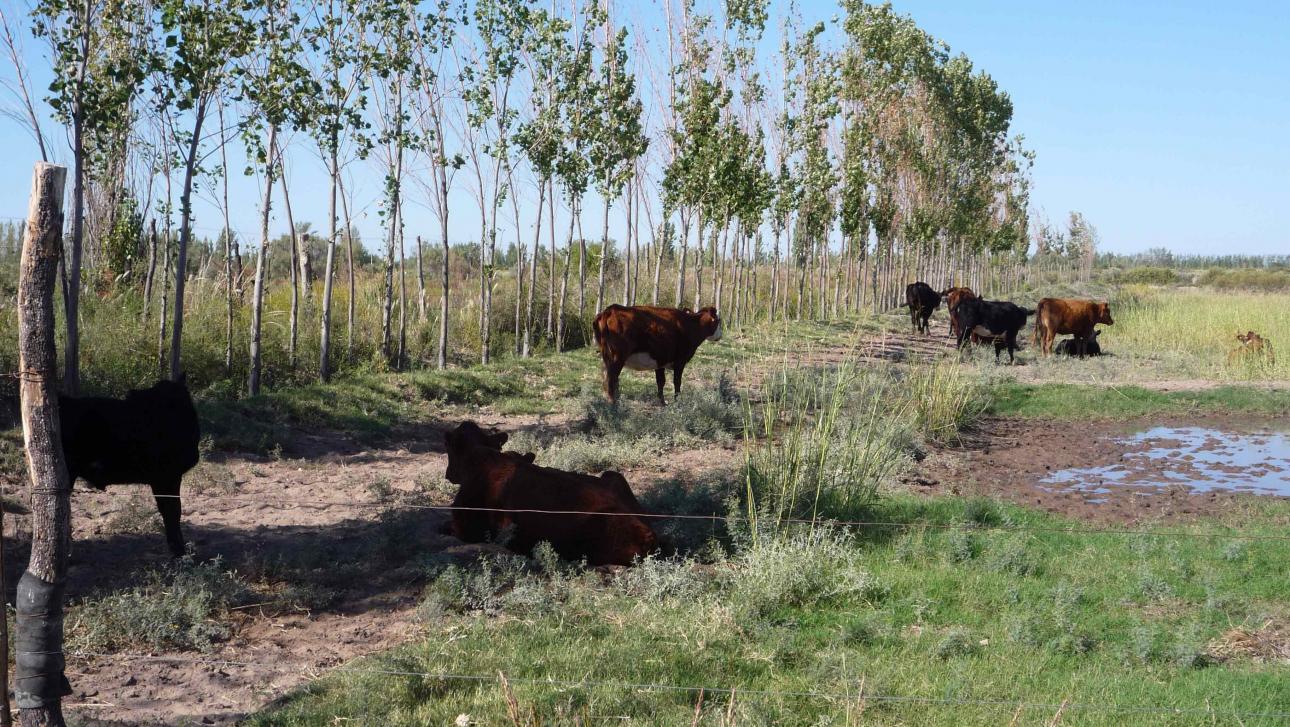 FINCA 115 Hs. en Mendoza