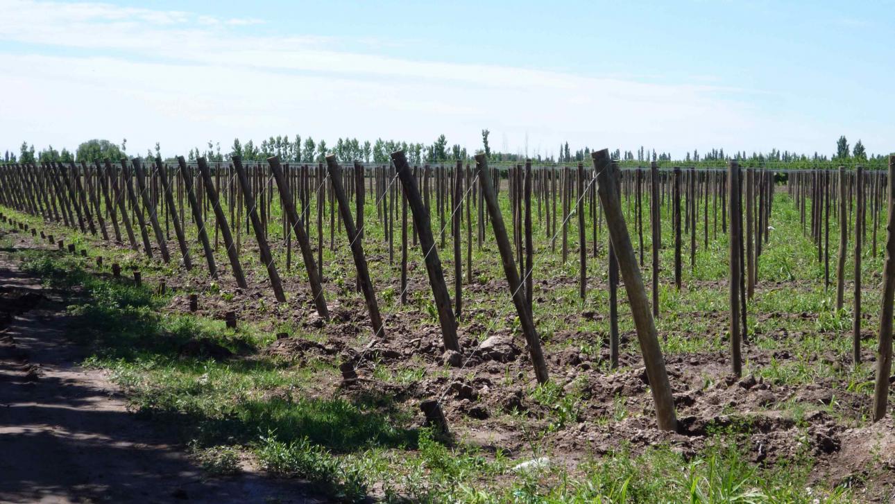 FINCA 115 Hs. en Mendoza