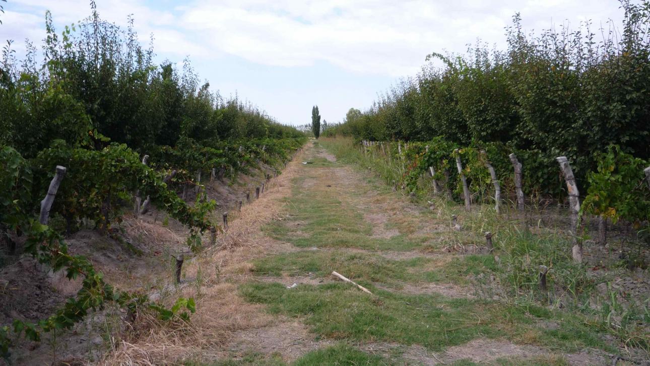 FINCA 115 Hs. en Mendoza