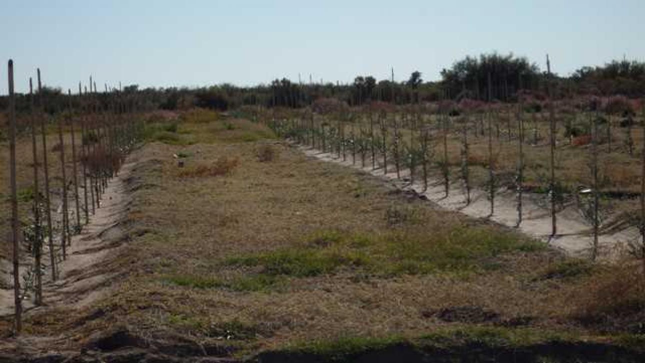 FINCA 90 Hs. en Mendoza