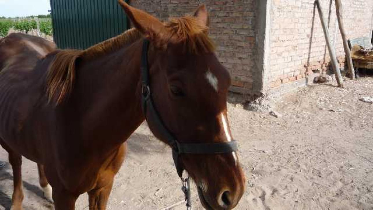 FINCA 90 Hs. en Mendoza