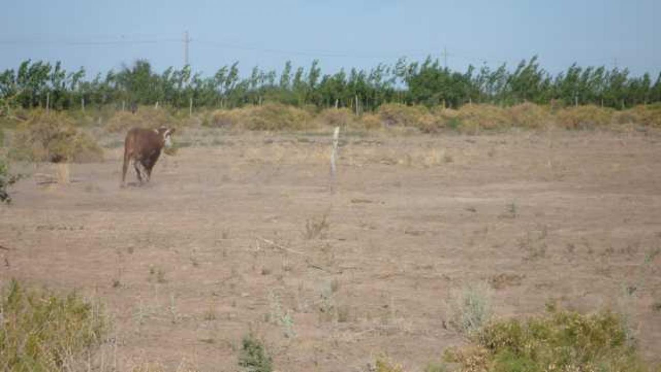 FINCA 90 Hs. en Mendoza