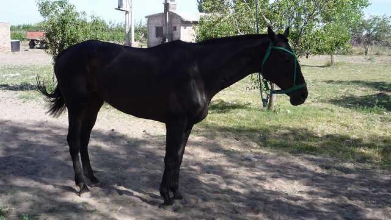 FINCA 90 Hs. en Mendoza