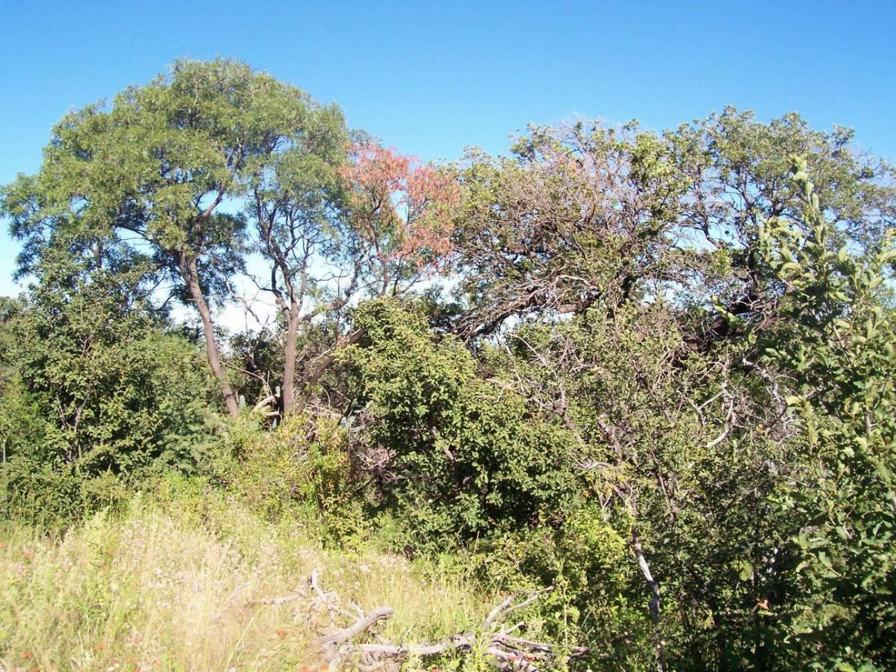 CHACRAS DE MONTAÑA/ZONA URITORCO/3 HA