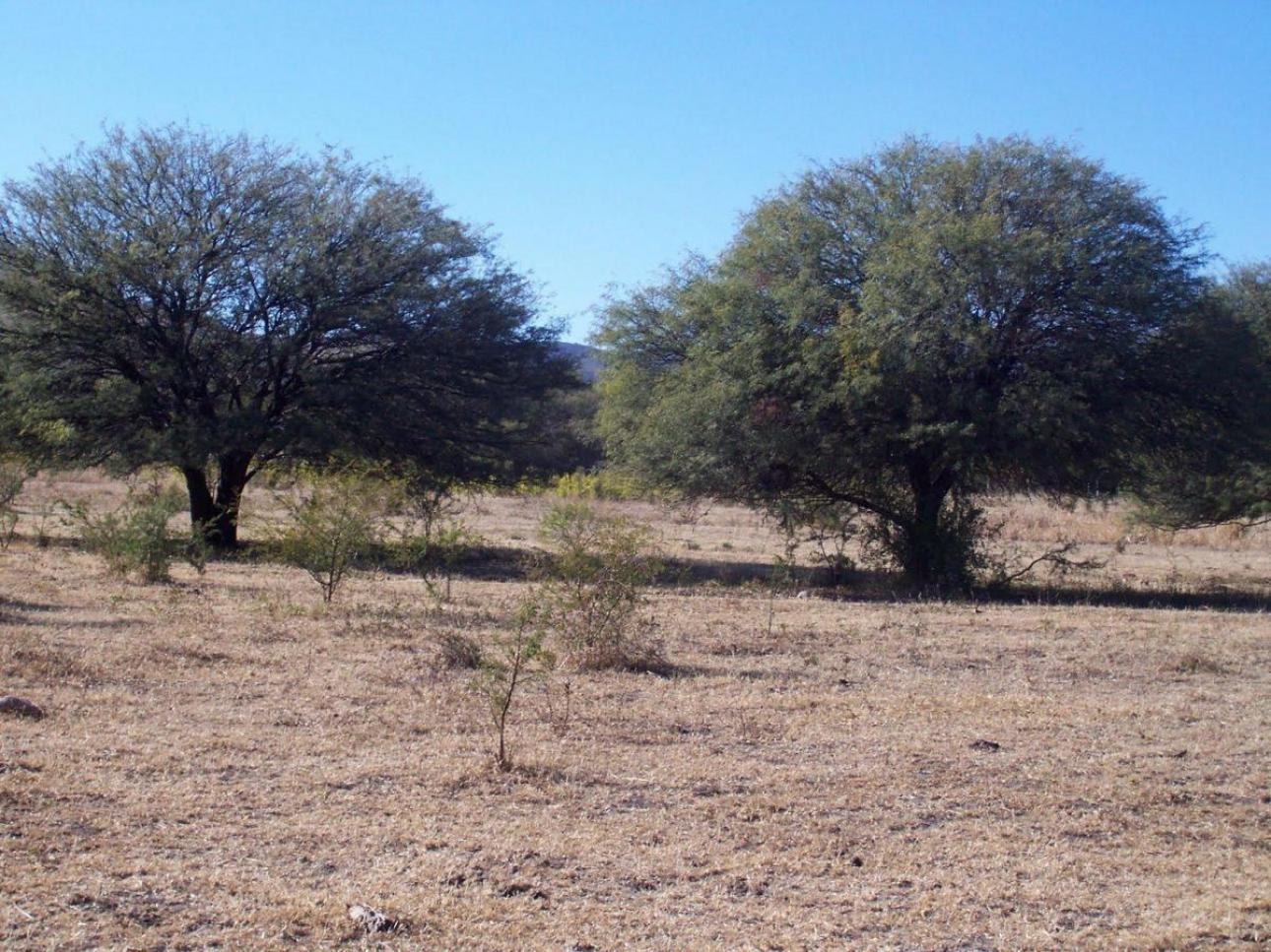 Campo 171 Ha / Charbonier
