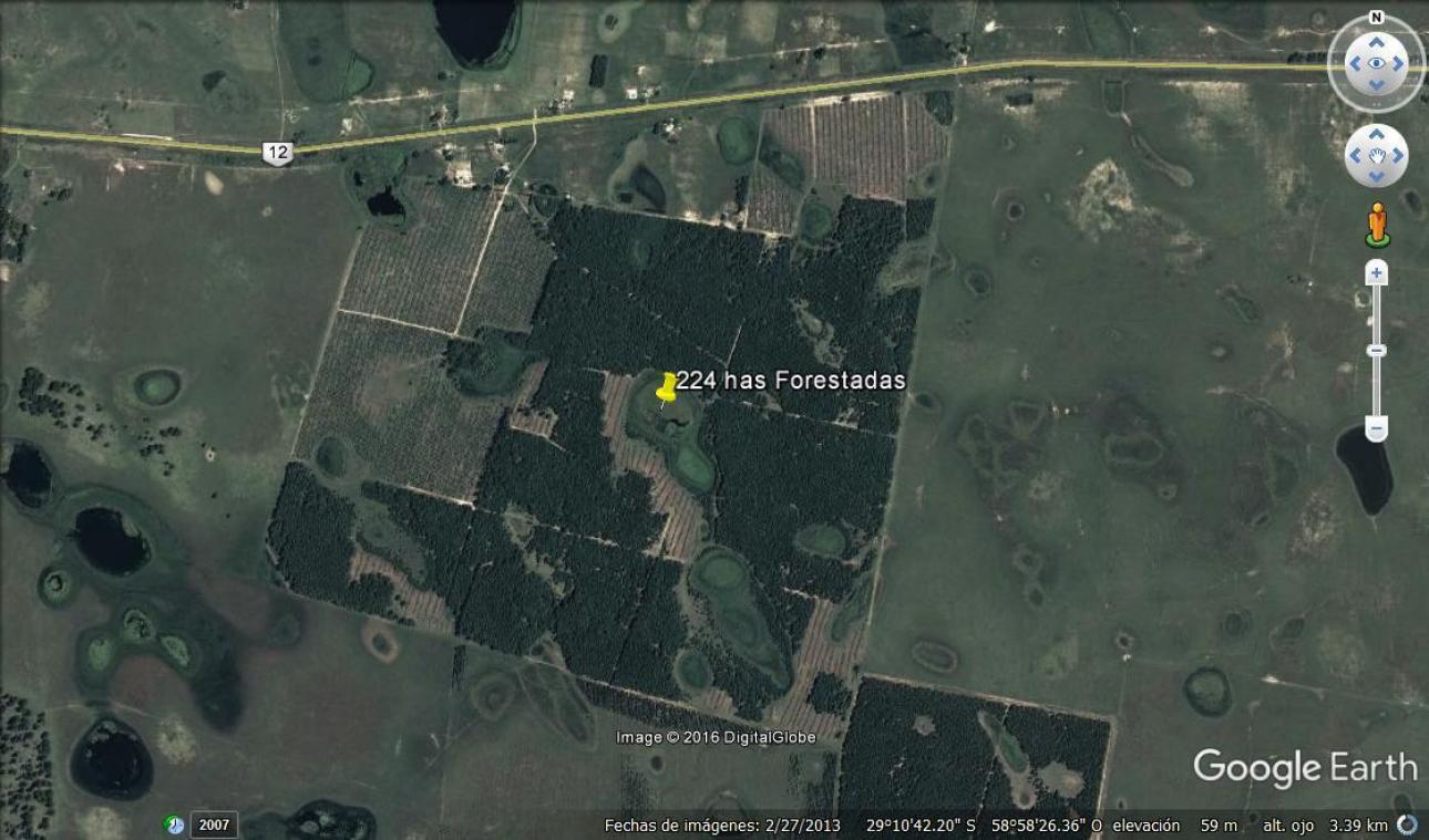 CAMPO FORESTAL EN PERUGORRIA CORRIENTES