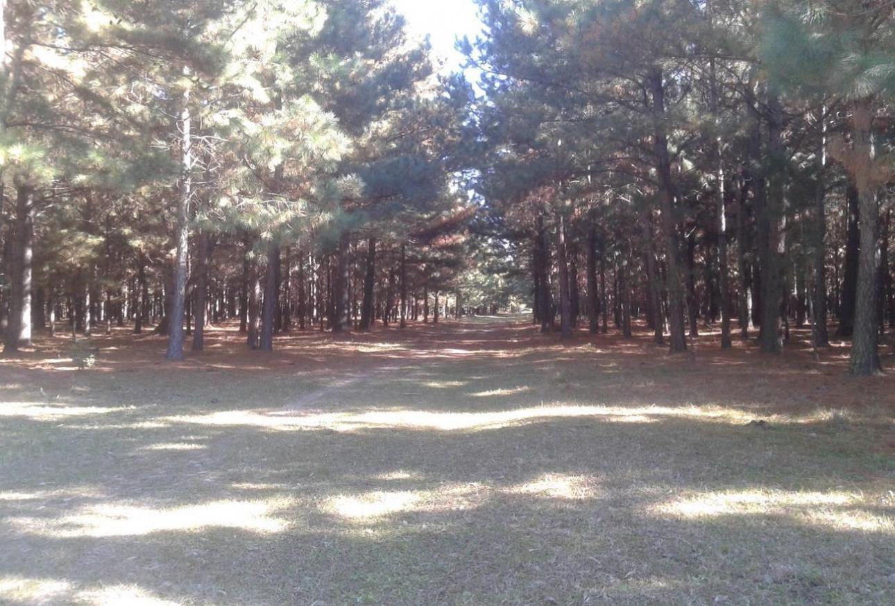 CAMPO FORESTAL EN PERUGORRIA CORRIENTES