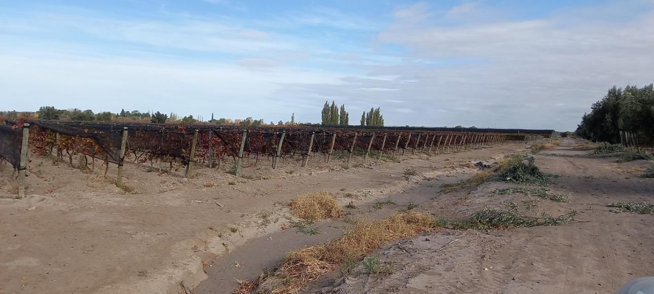 FINCA DE VIÑEDOS EN VENTA, LA LIBERTAD, RIVADAVIA, MENDOZA