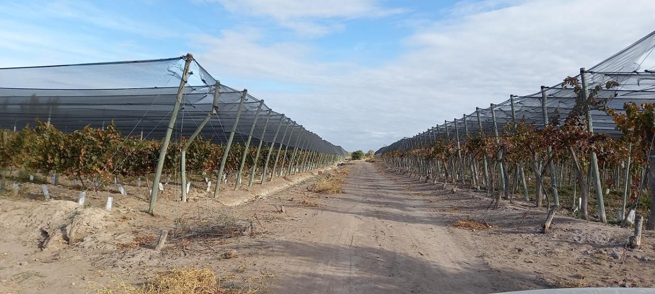 FINCA DE VIÑEDOS EN VENTA, LA LIBERTAD, RIVADAVIA, MENDOZA
