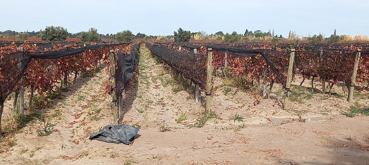 FINCA DE VIÑEDOS EN VENTA, LA LIBERTAD, RIVADAVIA, MENDOZA