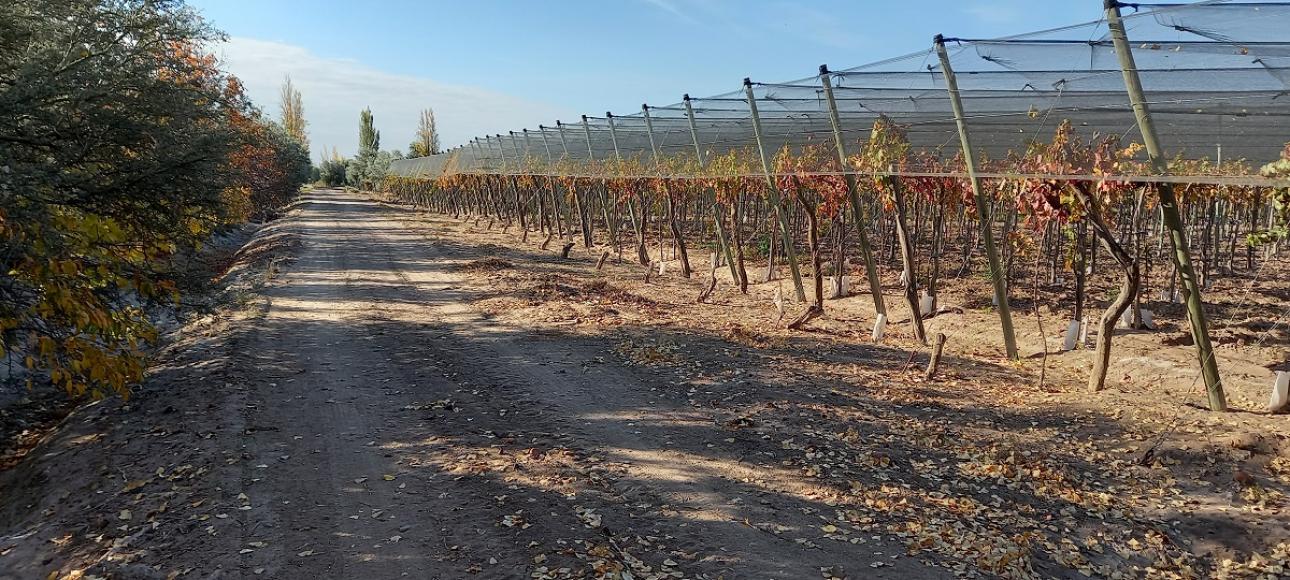 FINCA DE VIÑEDOS EN VENTA, LA LIBERTAD, RIVADAVIA, MENDOZA