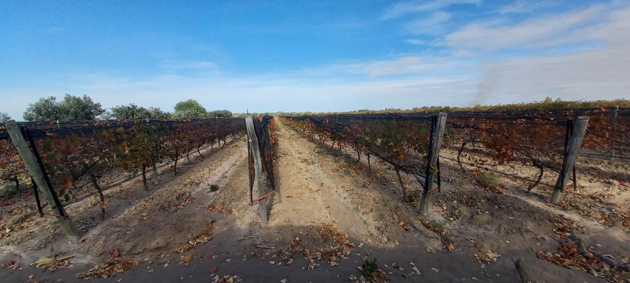 FINCA DE VIÑEDOS EN VENTA, LA LIBERTAD, RIVADAVIA, MENDOZA