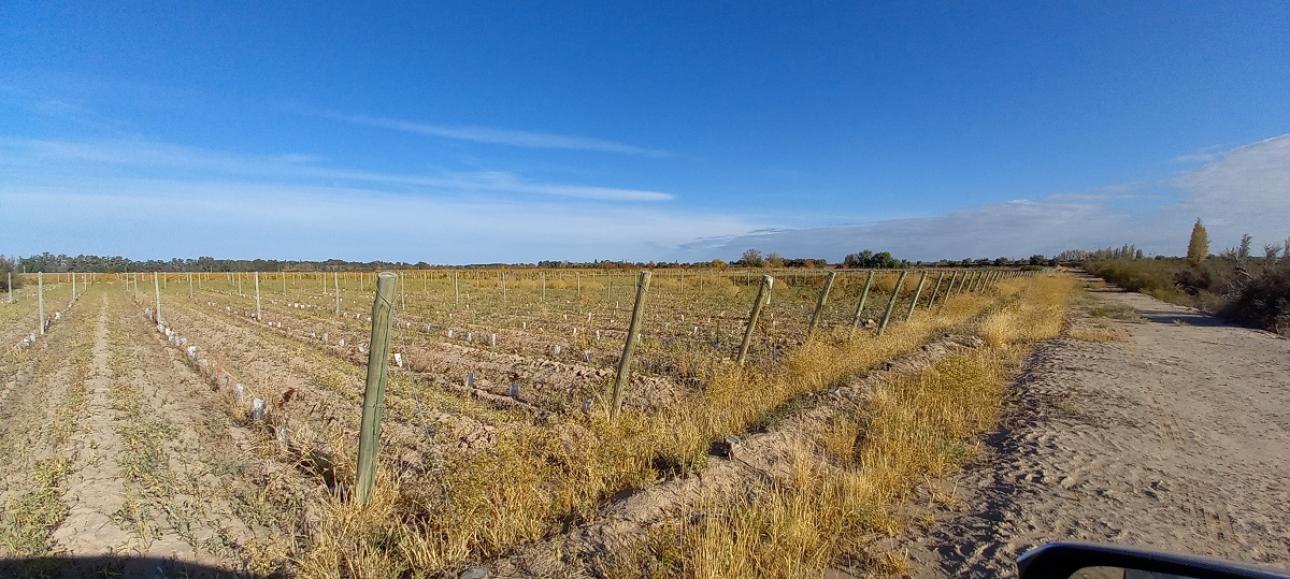 FINCA DE VIÑEDOS EN VENTA, LA LIBERTAD, RIVADAVIA, MENDOZA