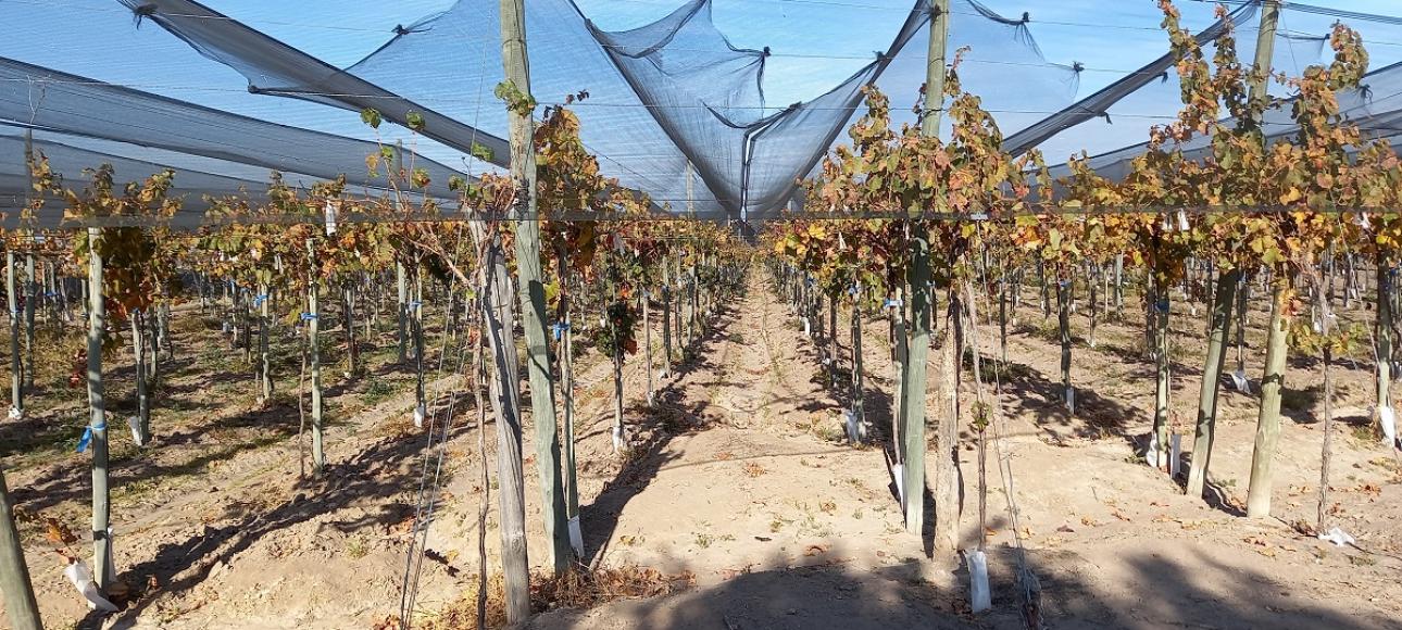 FINCA DE VIÑEDOS EN VENTA, LA LIBERTAD, RIVADAVIA, MENDOZA