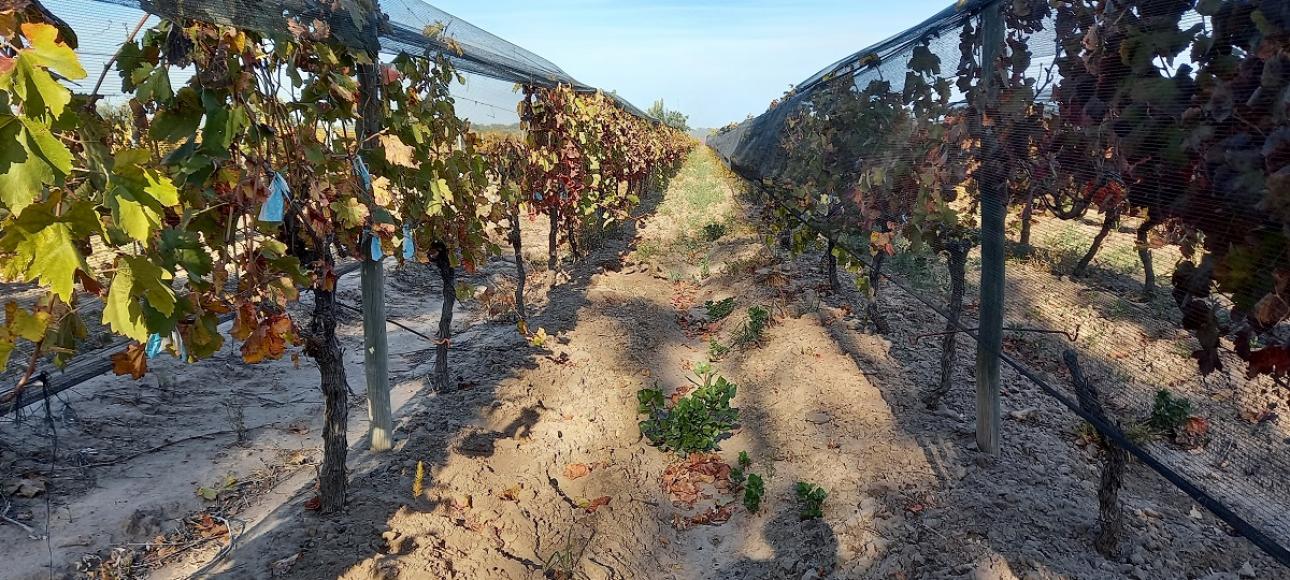 FINCA DE VIÑEDOS EN VENTA, LA LIBERTAD, RIVADAVIA, MENDOZA