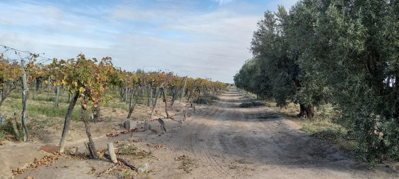 FINCA DE VIÑEDOS EN VENTA, LA LIBERTAD, RIVADAVIA, MENDOZA