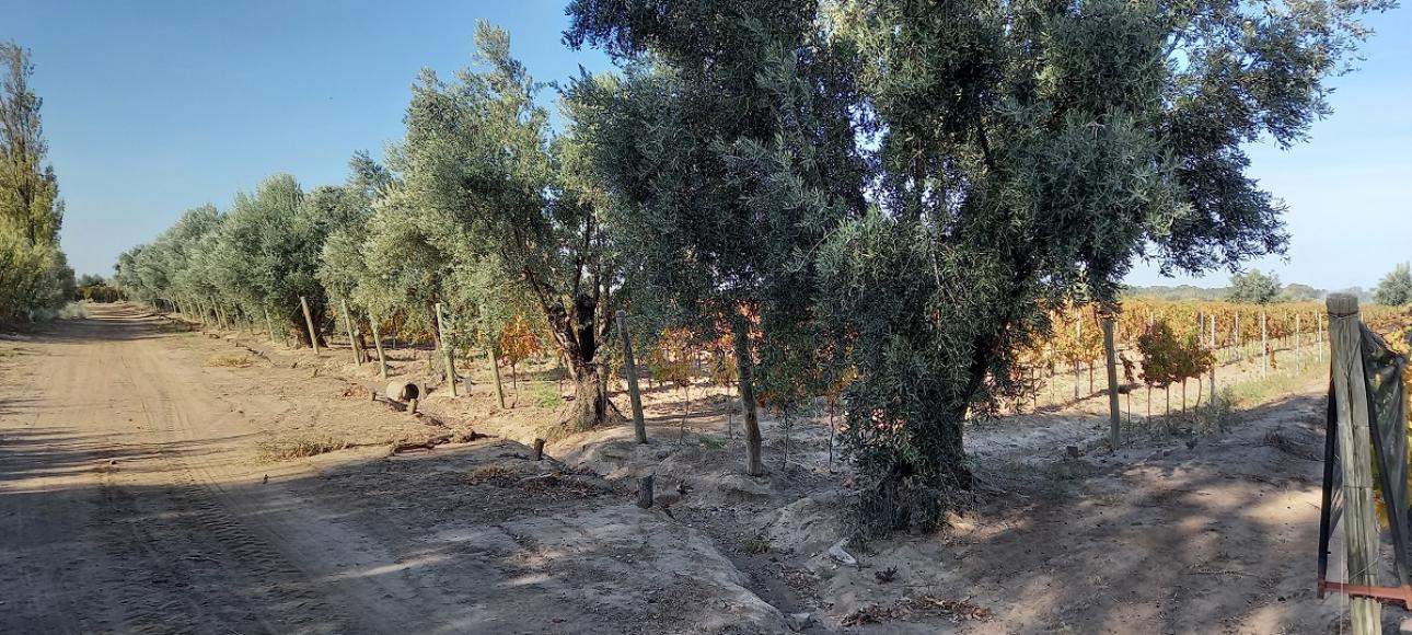 FINCA DE VIÑEDOS EN VENTA, LA LIBERTAD, RIVADAVIA, MENDOZA