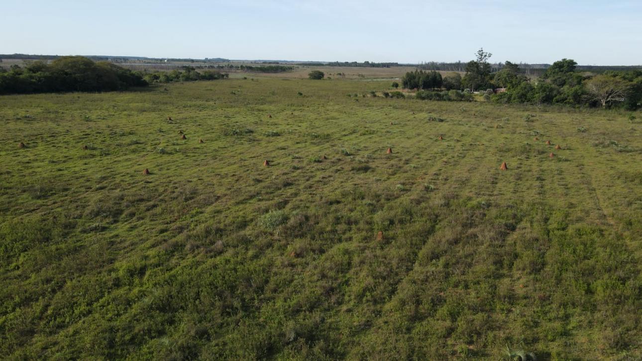 CAMPO FORESTAL EN VENTA