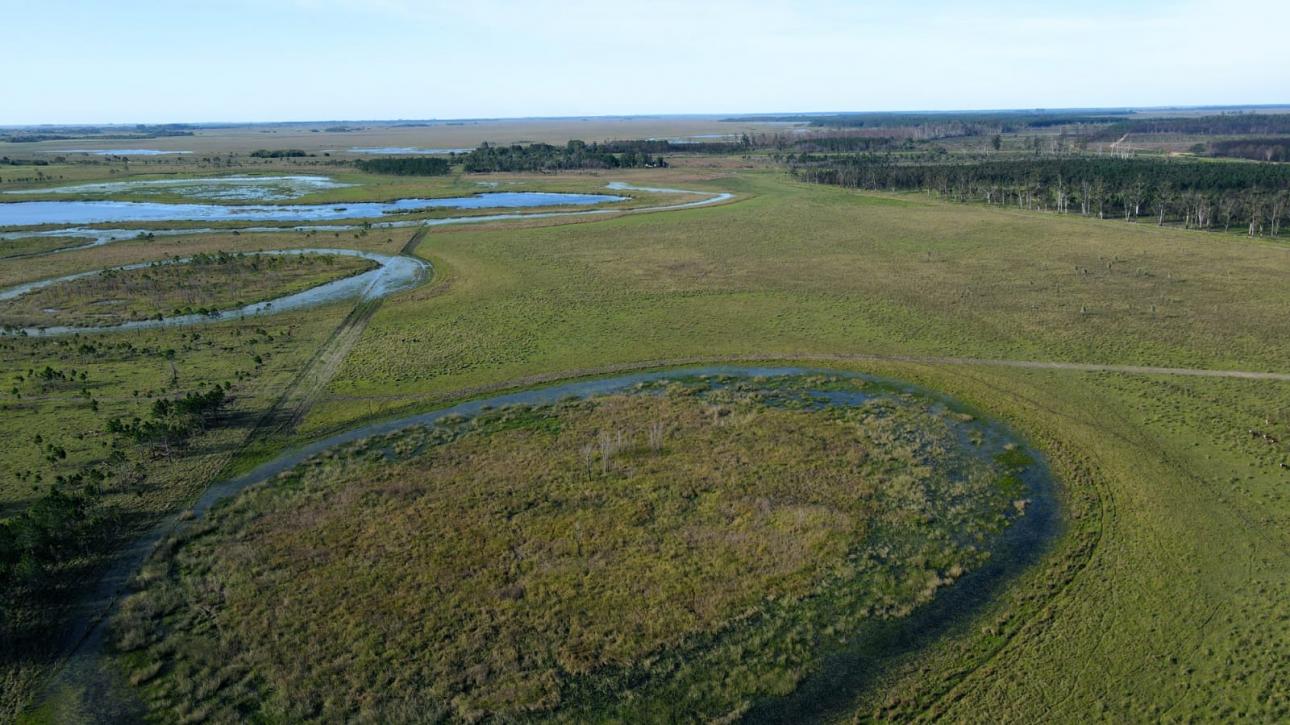 CAMPO FORESTAL EN VENTA
