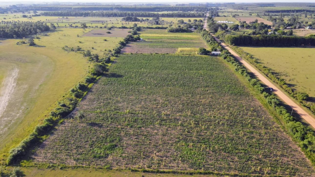 OPORTUNIDAD CAMPO EN VENTA EN $$COLONIA TATACUA CORRIENTES