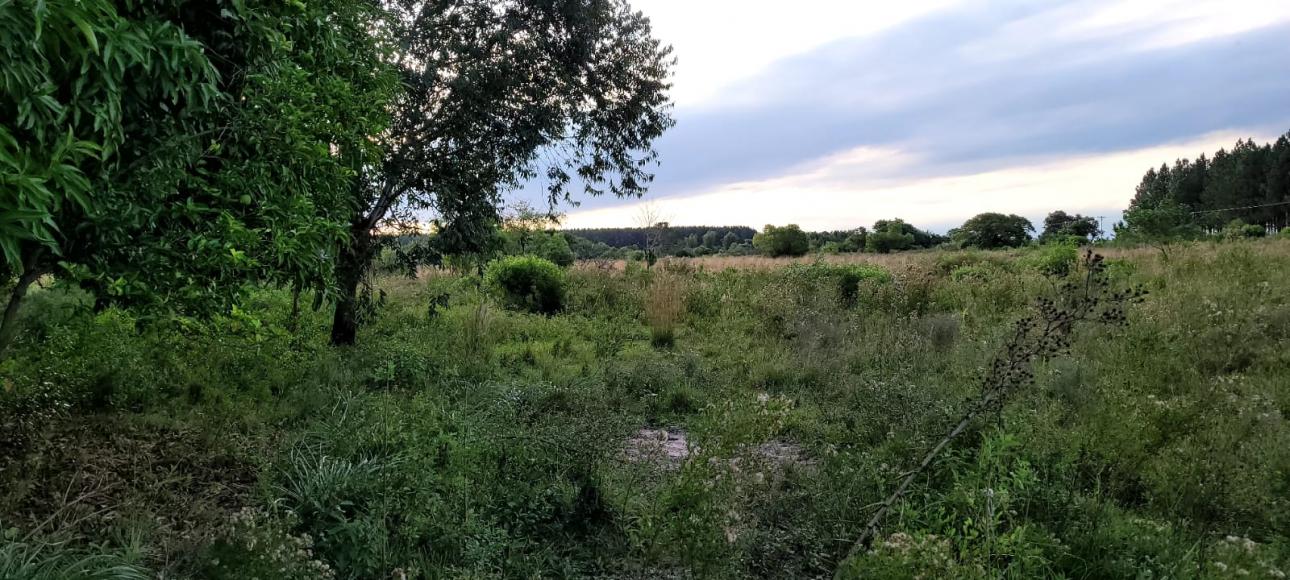 CAMPO DE 8 HAS COLONIA CAIMAN, SAN MIGUEL CORRIENTES