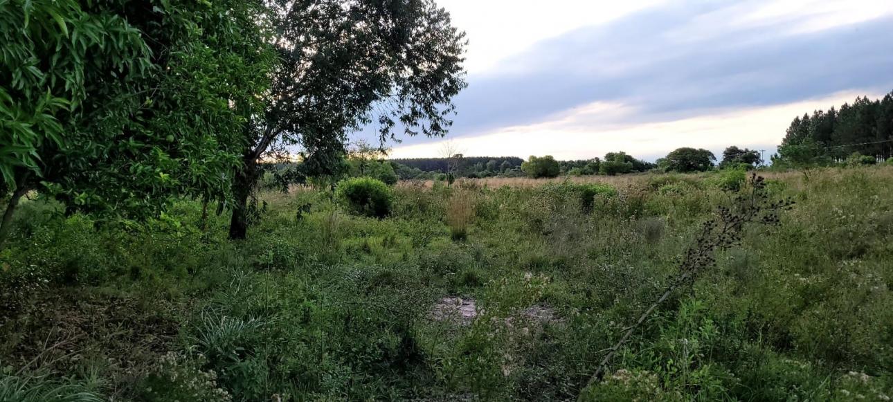 CAMPO DE 8 HAS COLONIA CAIMAN, SAN MIGUEL CORRIENTES
