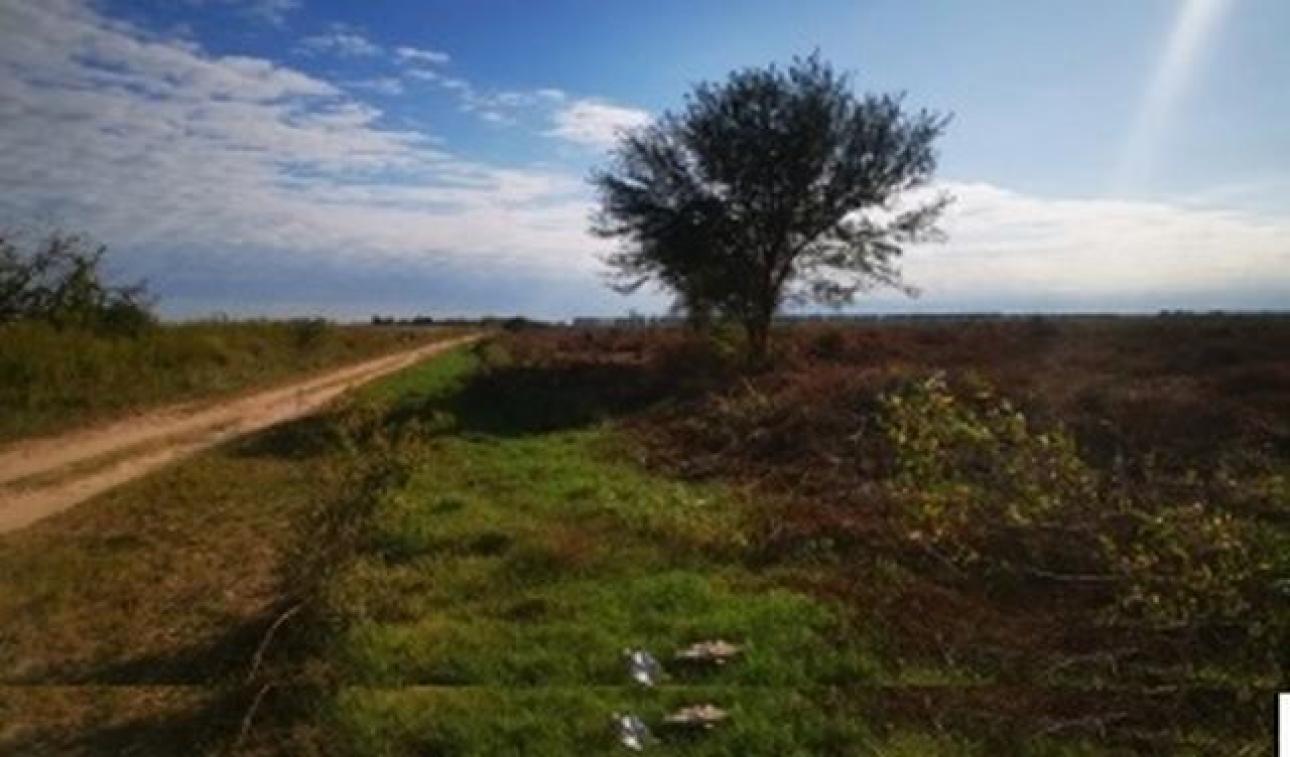 VENDO 100 Ha CAMPO AGRICOLA