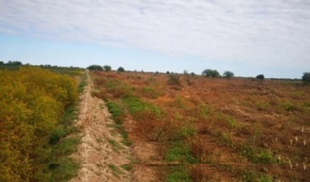 VENDO 100 Ha CAMPO AGRICOLA