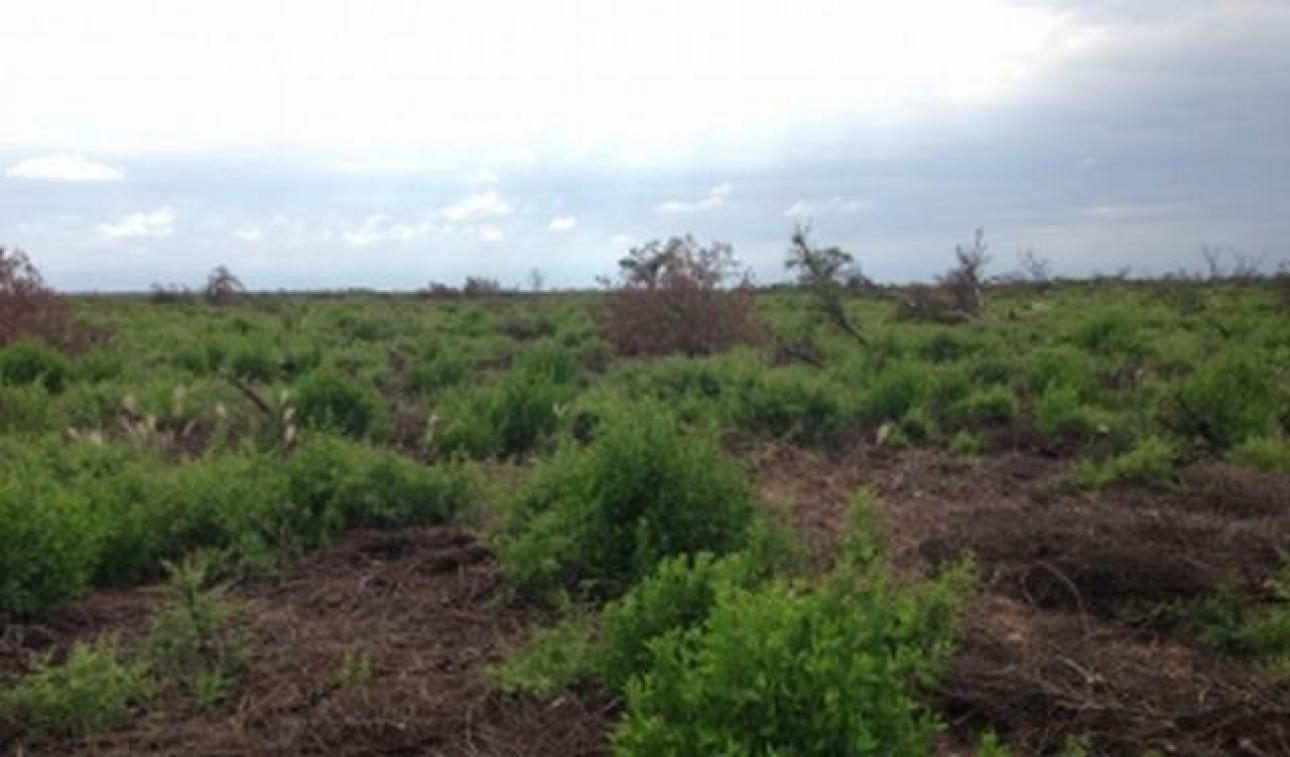 VENDO 230 Ha CAMPO AGRICOLA