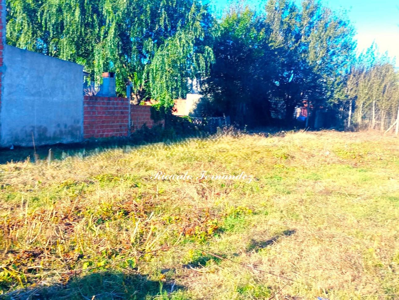 Lote
