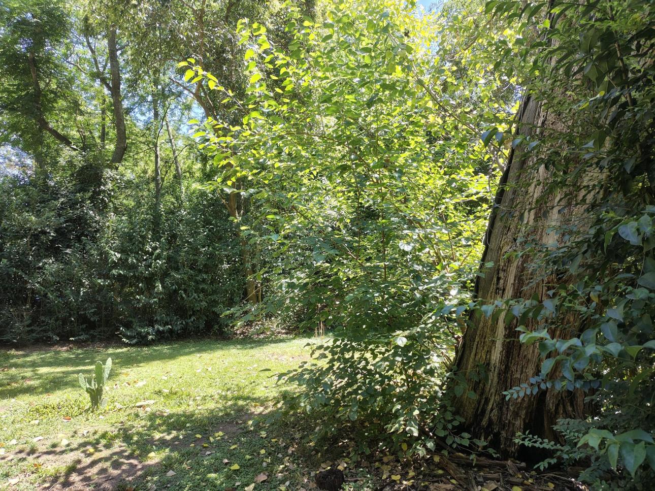 Lote muy arbolado en Loma Verde