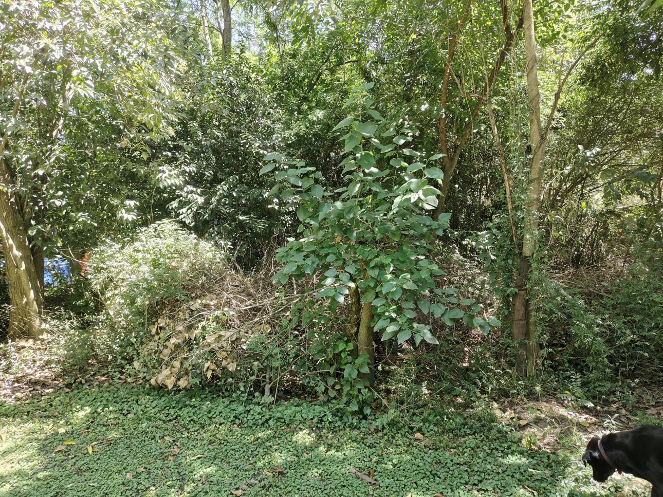 Lote muy arbolado en Loma Verde